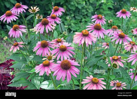 Echinacea Purpurea: Ses Propriétés Immunomodulatrices et Son Impact Sur l'Industrie Pharmaceutique!